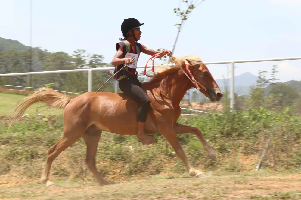 Nét độc đáo của giải đua là ngựa đều không lắp yên, tăng thêm độ khó cho các nài. Ảnh: ĐOÀN KIÊN Nét độc đáo của giải đua là ngựa đều không lắp yên, tăng thêm độ khó cho các nài. Ảnh: ĐOÀN KIÊN