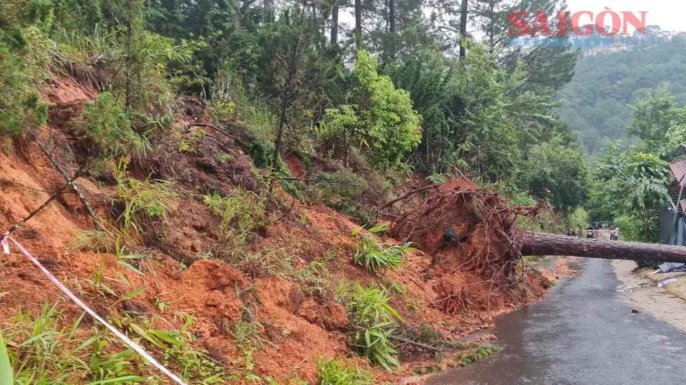 Cây xanh ngã đổ trên đường Đặng Thái Thân, phường 3, TP Đà Lạt sáng 29-6