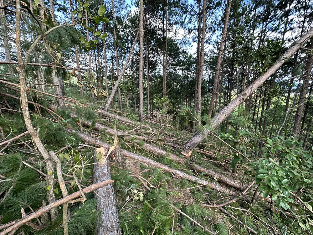 Hiện trường vụ phá rừng tại tiểu khu 264, xã Mê Linh. Ảnh: ĐOÀN KIÊN