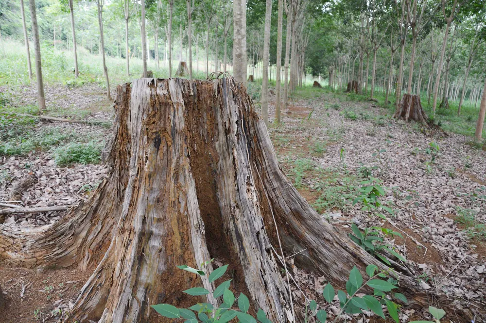 Rừng thuộc Công ty TNHH MTV Lâm nghiệp Lộc Bắc. Ảnh: CTV Rừng thuộc Công ty TNHH MTV Lâm nghiệp Lộc Bắc. Ảnh: CTV