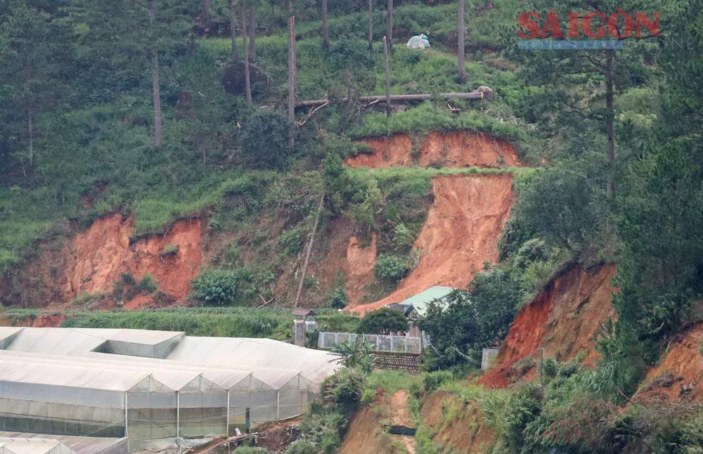 Thông đổ, bị cưa gốc, đất sạt lở phía sau lưng đồi Dinh Bảo Đại (Dinh 3). Ảnh: ĐOÀN KIÊN