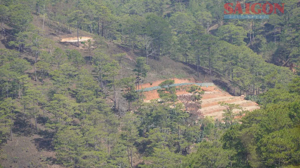 Khu vực sản xuất trong rừng thông tại xã Xuân Thọ, TP Đà Lạt. Ảnh: ĐOÀN KIÊN