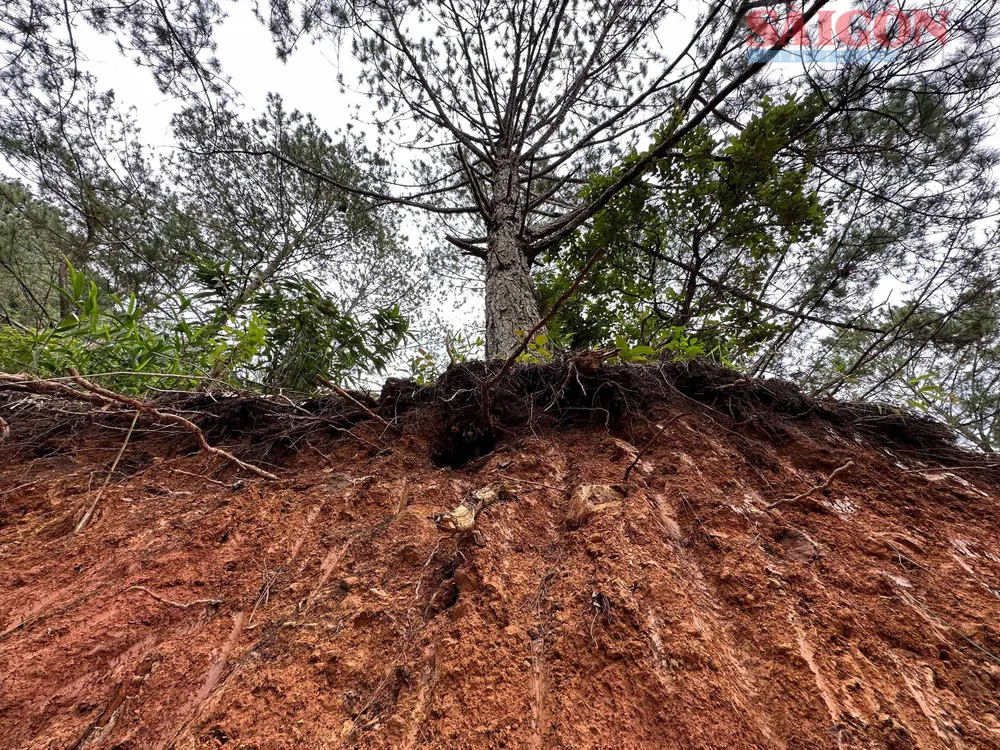Nhiều cây xanh bị lấp gốc, đào sát vào chân có nguy cơ ngã đổ bất cứ lúc nào. Ảnh: ĐOÀN KIÊN Nhiều cây xanh bị lấp gốc, đào sát vào chân có nguy cơ ngã đổ bất cứ lúc nào. Ảnh: ĐOÀN KIÊN