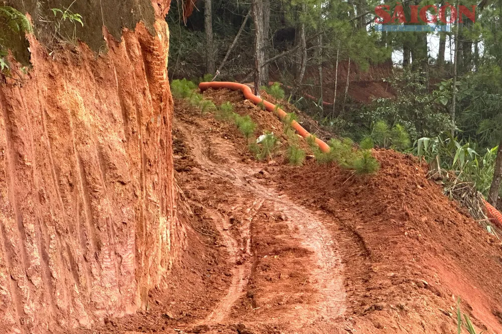 Sau khi cơ quan báo chí phản ánh, một số cây thông nhỏ đã được trồng trên khu vực đất rừng bị san gạt. Ảnh: ĐOÀN KIÊN