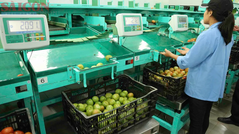 Máy phân loại cà chua được sử dụng tại cơ sở sản xuất nông sản ở Lâm Đồng. Ảnh: ĐOÀN KIÊN Máy phân loại cà chua được sử dụng tại cơ sở sản xuất nông sản ở Lâm Đồng. Ảnh: ĐOÀN KIÊN
