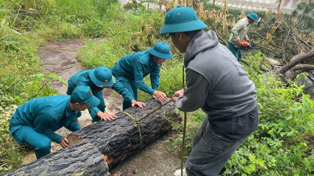 Lực lượng dân quân tự vệ phường 5, TP Đà Lạt dọn dẹp cây thông bị đổ trong ngày 7-9 13ccd986b96a1e34477b.jpg