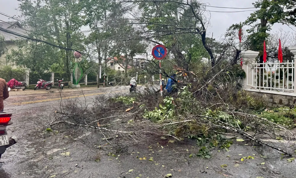 Cây lớn ngã đổ, may mắn không có thiệt hại về người 429f62c96a55de0b8744.jpg