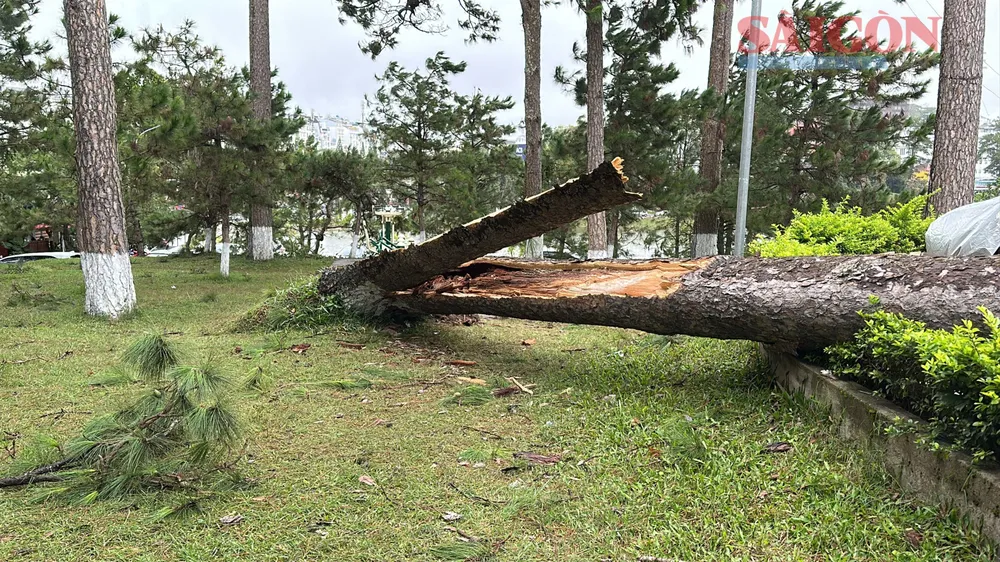 Cây thông ba lá đường kính lớn bị bật gốc. Ảnh: ĐOÀN KIÊN IMG_4237.jpg