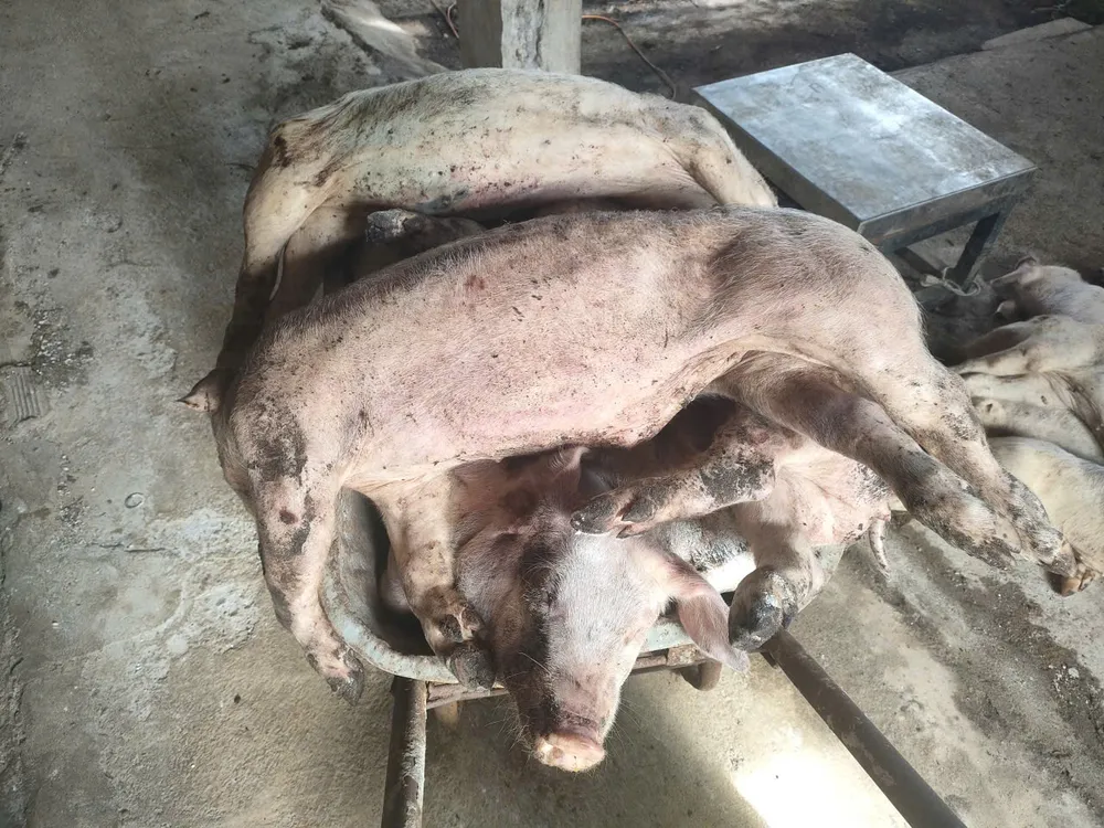 Heo chết chưa rõ nguyên nhân trong trang trại tại xã Bảo Lâm 1 0ec299d5f2dc7b8222cd.jpg