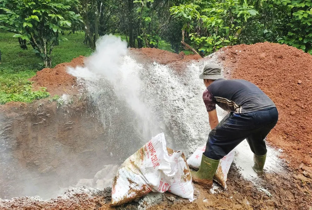 Vôi bột được rải xuống hố tiêu hủy heo bị bệnh A2.jpg