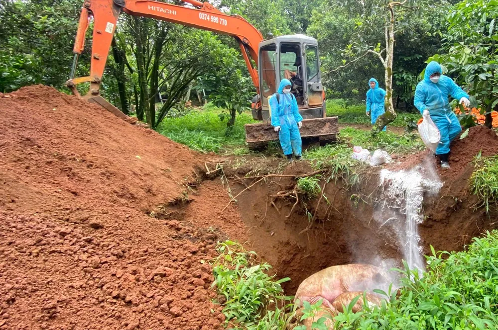 Tỉnh Lâm Đồng đang khẩn trương dập dịch tả heo châu Phi trên địa bàn 2.jpg