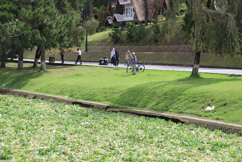 Nhiều du khách ngỡ ngàng với lượng rác, bèo xuất hiện trên mặt hồ Xuân Hương. Ảnh: ĐOÀN KIÊN IMG_3061.JPG