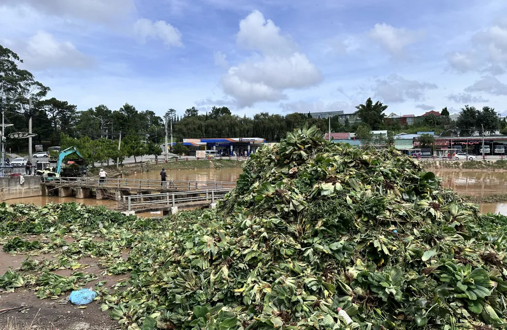 Bèo và rác chất đống cao sau thu gom. Ảnh: ĐOÀN KIÊN IMG_5603.JPG