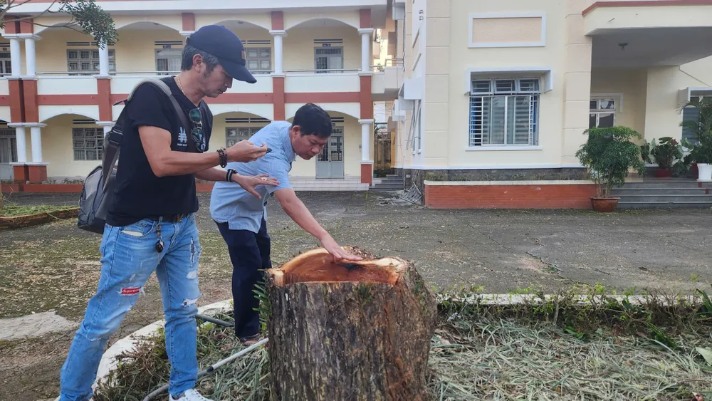 Cây xanh có đường kính gốc lớn bị cưa hạ tại Trung tâm Giáo dục Nghề nghiệp – Giáo dục Thường xuyên Bảo Lộc 14.jpg