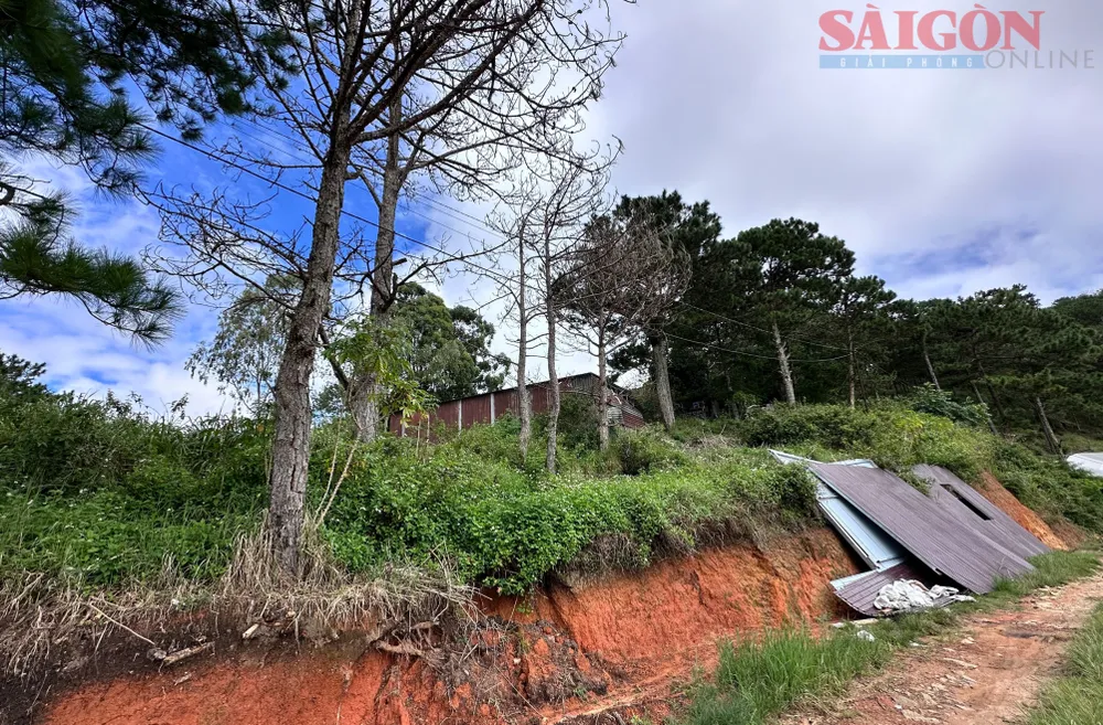 Một số cây thông tại tiểu khu 157B, phường Xuân Hương - Đà Lạt đã chết khô. Ảnh: ĐOÀN KIÊN IMG_7617.JPG
