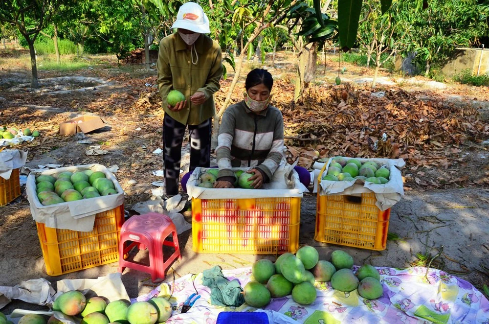 Xoài Úc tại Khánh Hòa rớt giá thê thảm ảnh 2 Xoài Úc tại Khánh Hòa rớt giá thê thảm ảnh 2