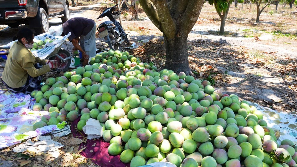 Xoài Úc có màu sắc đẹp, trái tròn