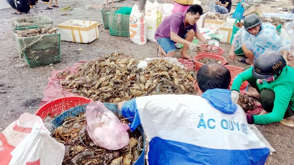 Tôm hùm chết chết hàng loạt ở vịnh Xuân Đài