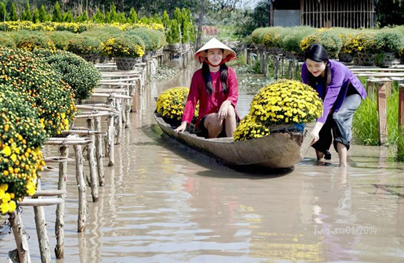 Người trồng hoa kiểng Tết ở Nam bộ rất lo sợ mưa trái mùa