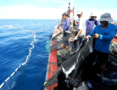 Để tránh rào cản xuất khẩu, khai thác hải sản cần có nguồn gốc hợp pháp. Ảnh: VNE