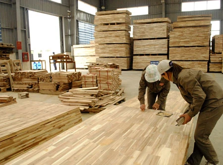 Chế biến ván gỗ cao su. Ảnh minh họa: Báo Gia Lai