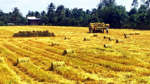 Thu hoạch lúa ở ĐBSCL