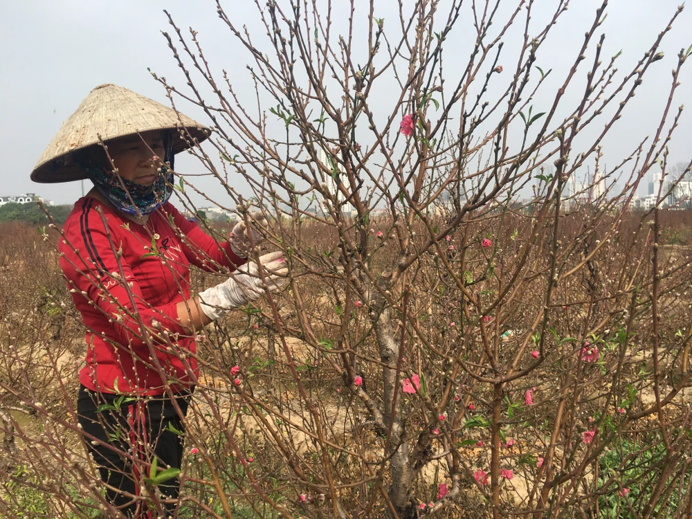 Thời tiết se se lạnh nên năm nay hoa đào ở miền Bắc rất đẹp, không bị nở sớm như năm ngoái. Ảnh: VĂN PHÚC