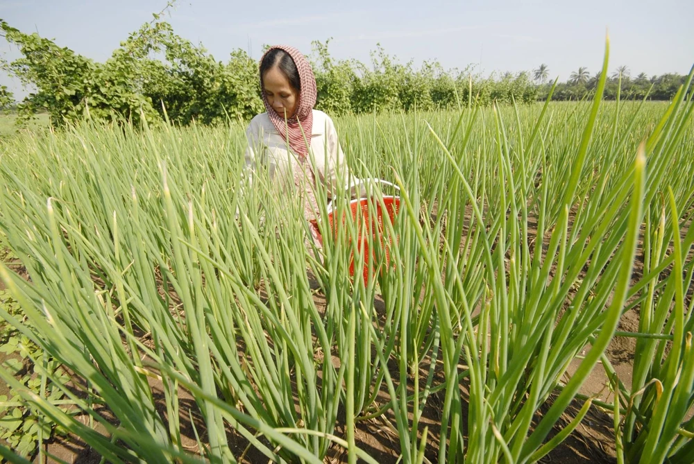 “Bùng nổ” phân bón hóa học ở ĐBSCL