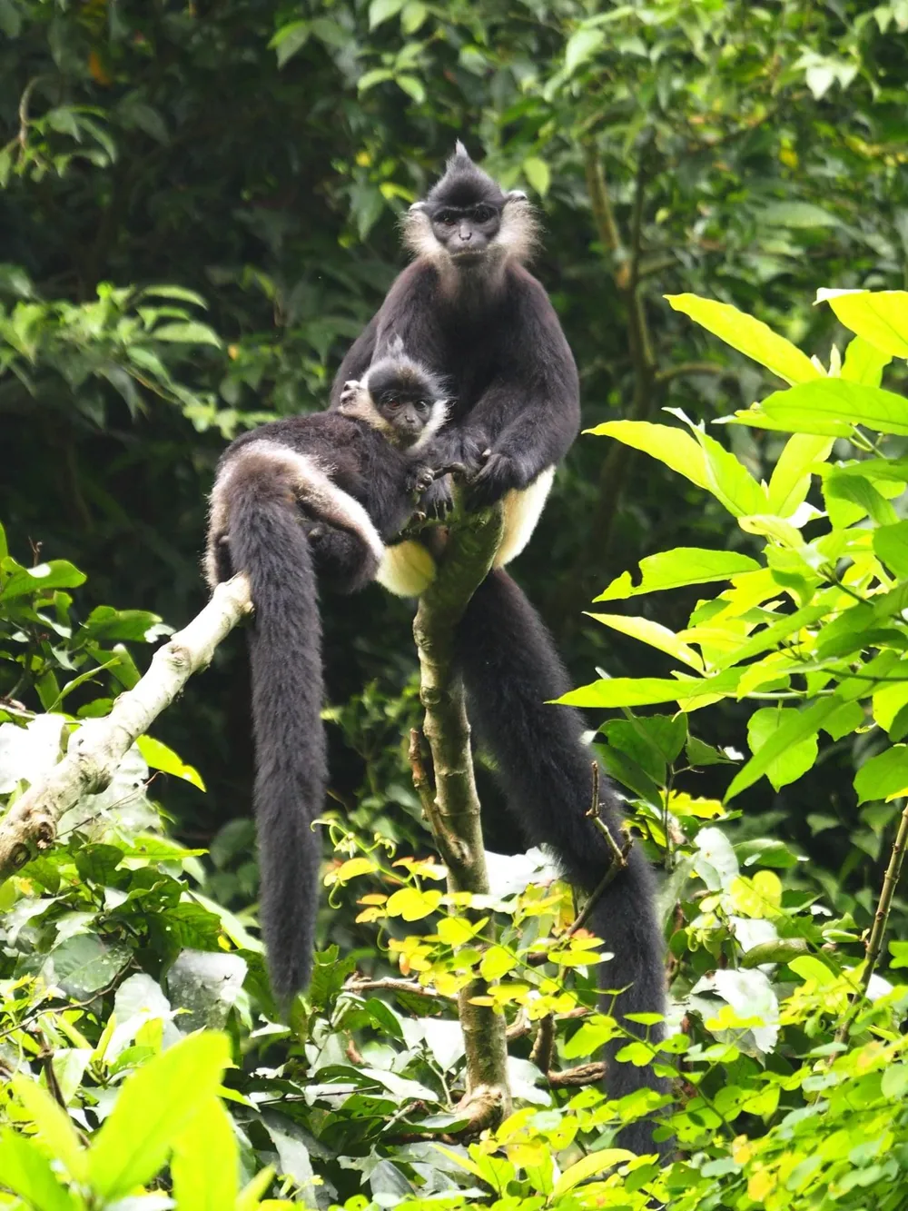 Kỷ niệm 60 năm thành lập vườn quốc gia đầu tiên của Việt Nam  ảnh 8