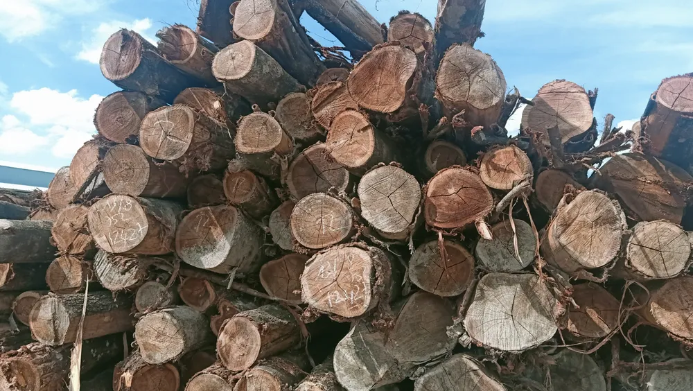 Kể từ ngày 15-2, buôn bán lâm sản phải có bảng kê và hồ sơ nguồn gốc hợp pháp Kể từ ngày 15-2, buôn bán lâm sản phải có bảng kê và hồ sơ nguồn gốc hợp pháp