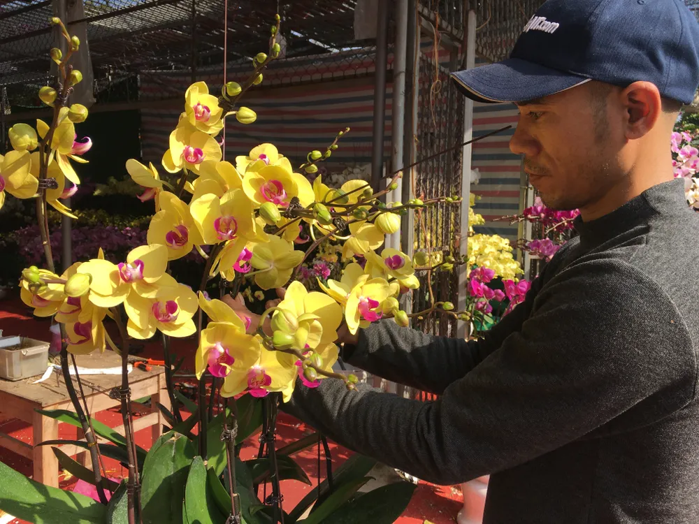 Hoa lan Hồ Điệp giá khoảng 200.000 đồng/cành tại chợ Vạn Phúc Hoa lan Hồ Điệp giá khoảng 200.000 đồng/cành tại chợ Vạn Phúc