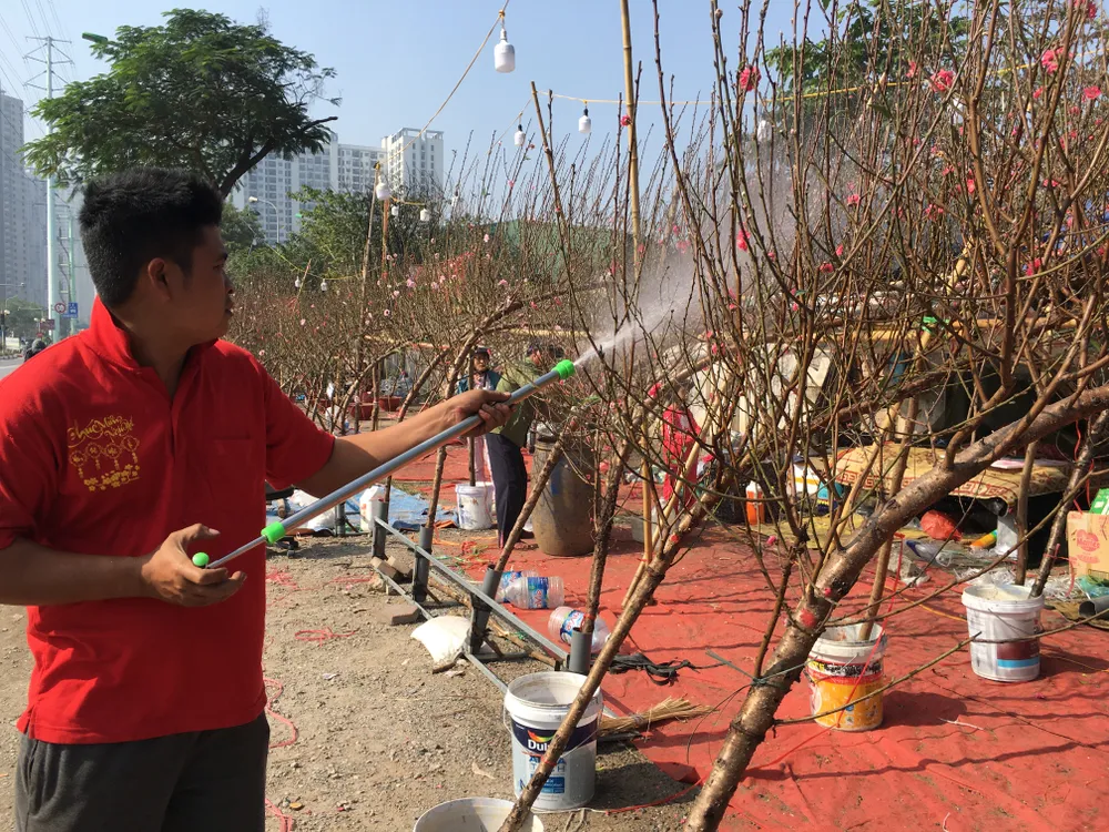 Các thương lái ở đường Tố Hữu liên tục phun tưới nước cho đào tươi sắc để chờ khách Các thương lái ở đường Tố Hữu liên tục phun tưới nước cho đào tươi sắc để chờ khách