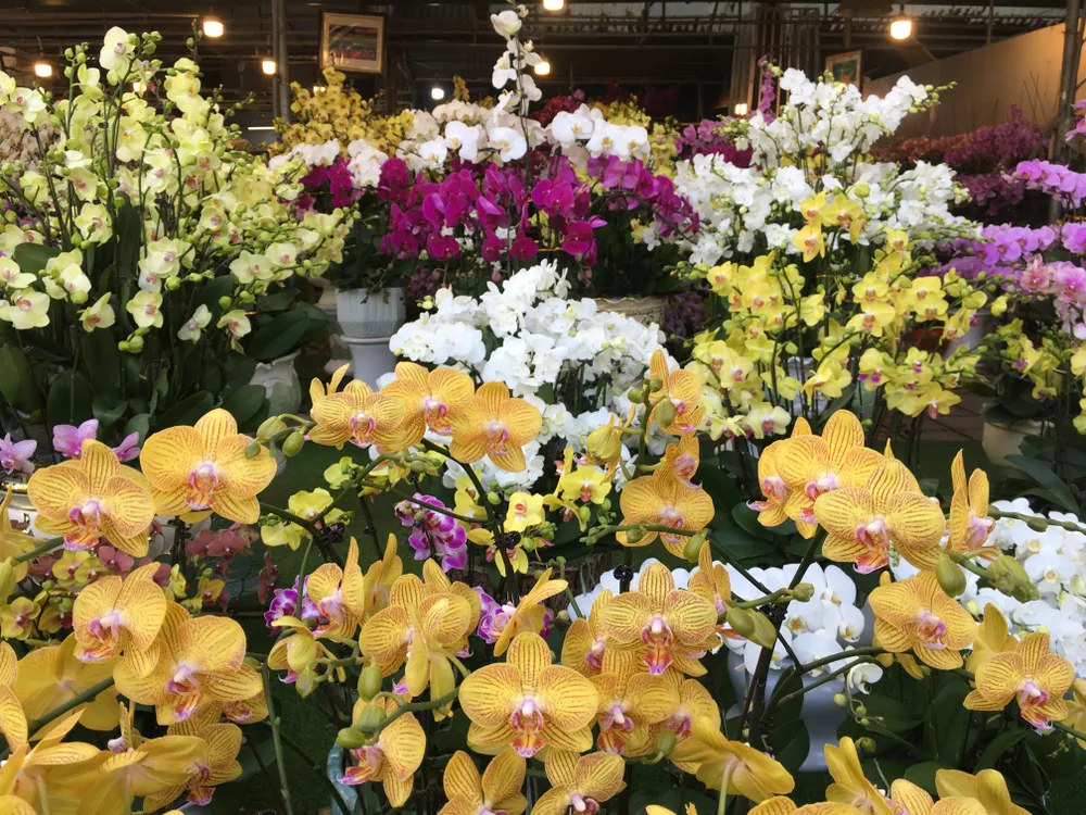 Hoa lan ở Chợ hoa Vạn Phúc Hoa lan ở Chợ hoa Vạn Phúc