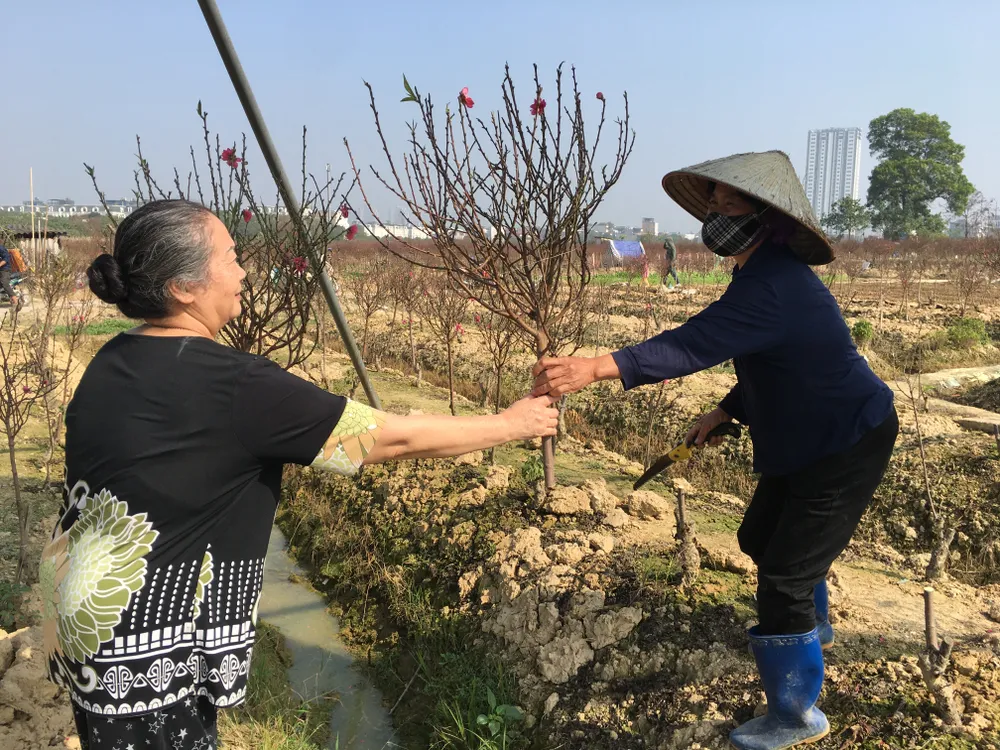 Một số người đến tận vườn đào để mua cho rẻ, một cành đào chỉ có 80.000 đồng Một số người đến tận vườn đào để mua cho rẻ, một cành đào chỉ có 80.000 đồng