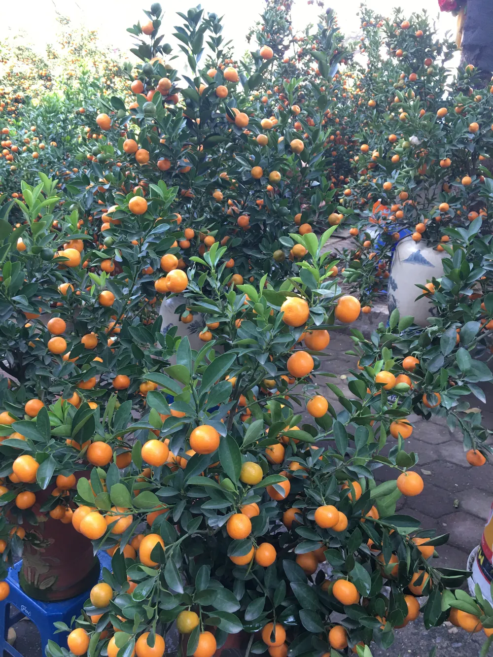 Quất trĩu quả, giá từ 1,2 đến 2,7 triệu đồng/chậu nên khó bán Quất trĩu quả, giá từ 1,2 đến 2,7 triệu đồng/chậu nên khó bán