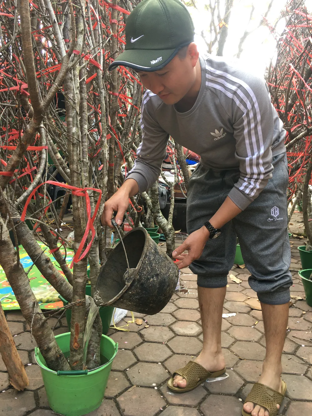 Tưới thêm nước để đào rừng đơm nụ tại chợ hoa Vạn Phúc Tưới thêm nước để đào rừng đơm nụ tại chợ hoa Vạn Phúc