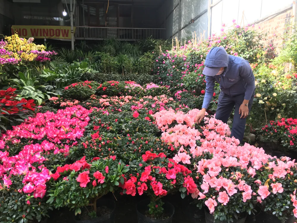 Các shop hoa tươi cũng vắng khách, ngay cả dịp cuối tuần Các shop hoa tươi cũng vắng khách, ngay cả dịp cuối tuần