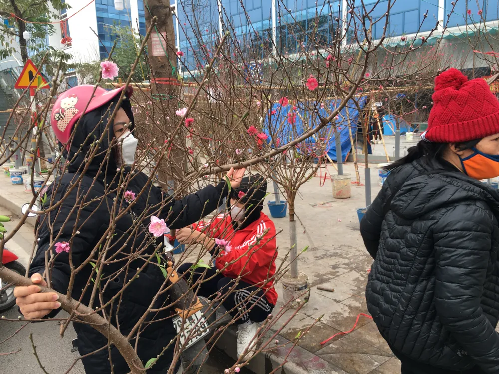 Đào và quất đưa về Hà Nội bán những ngày cận tết. Năm nay, hoa kiểng rất nhiều, đẹp, giá không ổn định. Ảnh: VĂN PHÚC