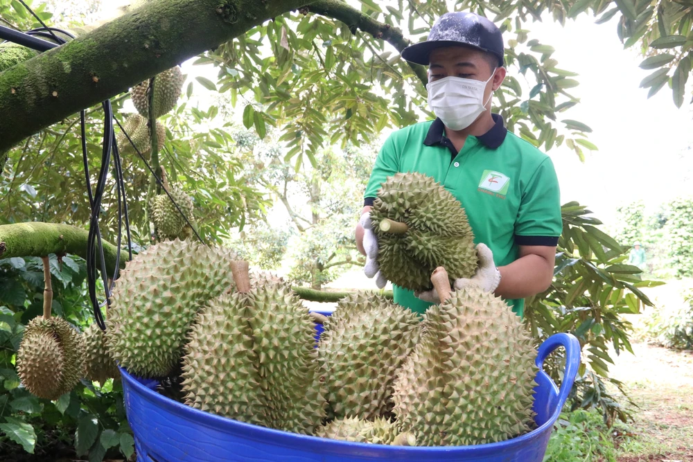 Sầu riêng tăng lên 100.000 đồng/kg, xuất sang Trung Quốc bán 270.000 đồng/kg