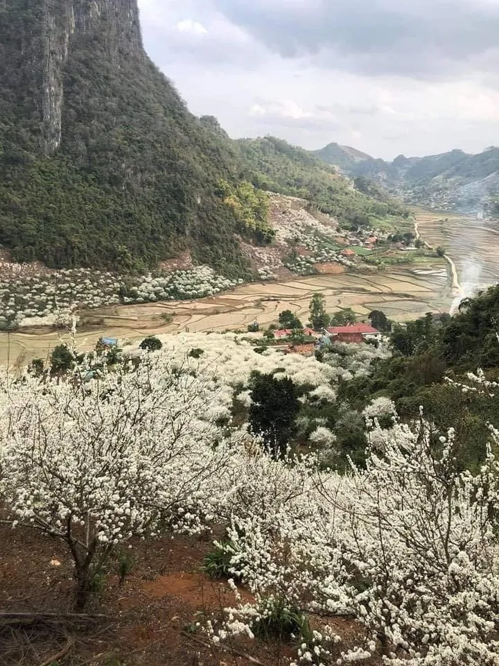 Hoa mận đang bung nở trắng rừng ở cao nguyên Mộc Châu (Sơn La) khi gặp tiết mưa phùn Hoa mận đang bung nở trắng rừng ở cao nguyên Mộc Châu (Sơn La) khi gặp tiết mưa phùn