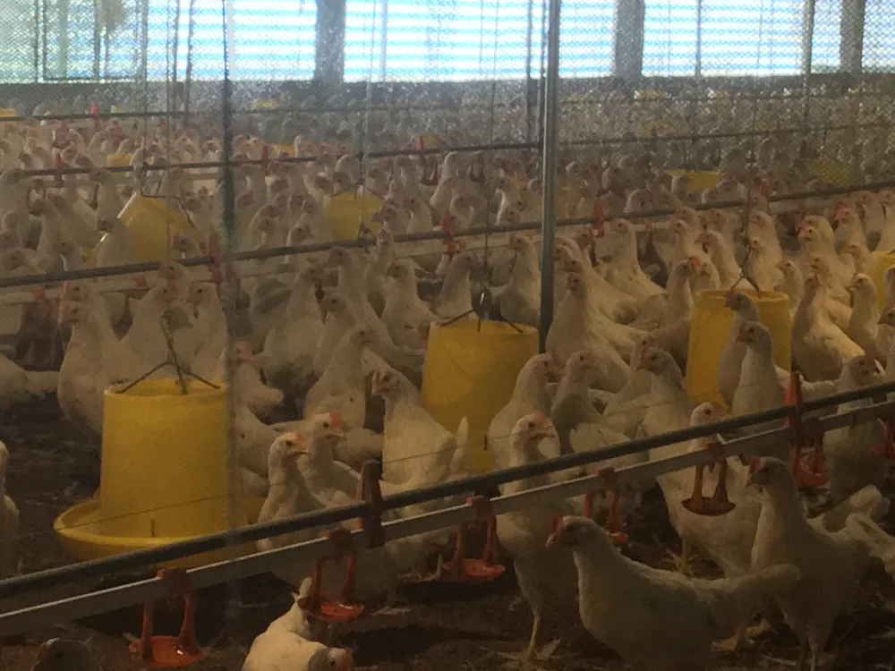 Khẩn trương bảo vệ gia cầm trước nguy cơ dịch cúm H5N1 tràn vào Việt Nam. Ảnh: VĂN PHÚC Khẩn trương bảo vệ gia cầm trước nguy cơ dịch cúm H5N1 tràn vào Việt Nam. Ảnh: VĂN PHÚC