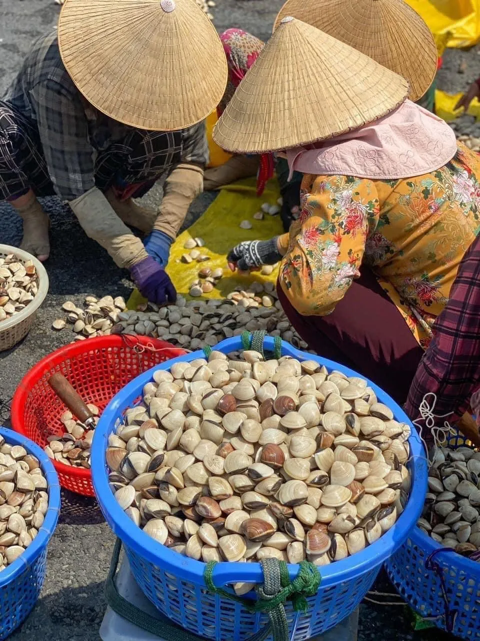 Thu hoạch nghêu ở Gò Công - Tiền Giang Thu hoạch nghêu ở Gò Công - Tiền Giang