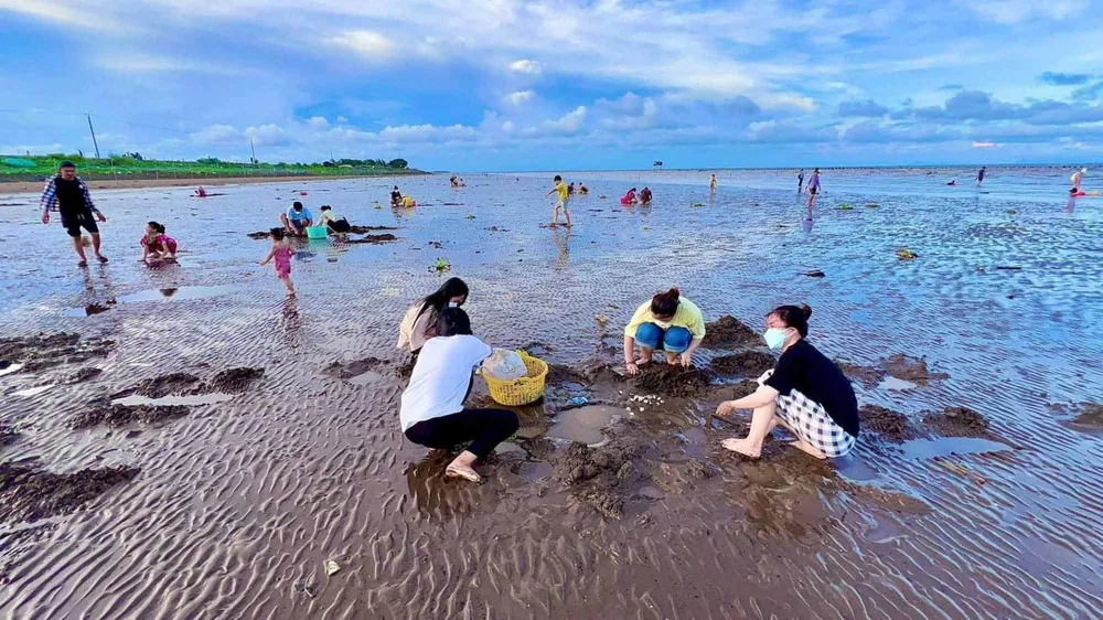 Thu hoạch nghêu tại Gò Công - Tiền Giang Thu hoạch nghêu tại Gò Công - Tiền Giang