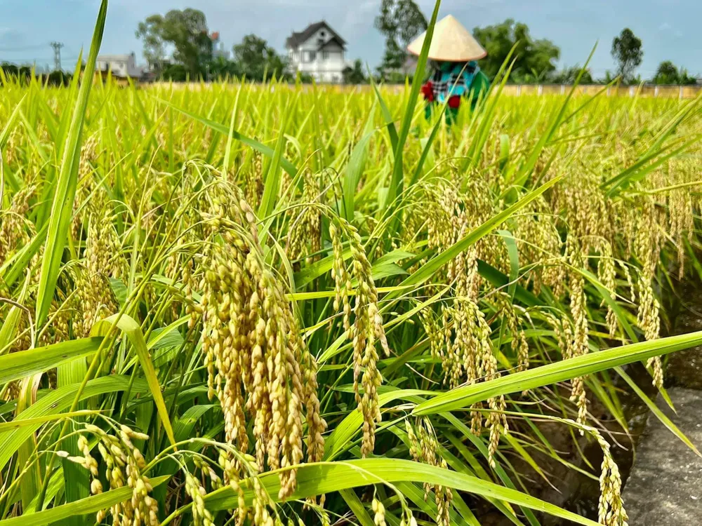 Giống chất lượng cao và sử dụng ít phân bón sẽ giúp nông dân ĐBSCL canh tác lúa giảm phát thải Giống chất lượng cao và sử dụng ít phân bón sẽ giúp nông dân ĐBSCL canh tác lúa giảm phát thải