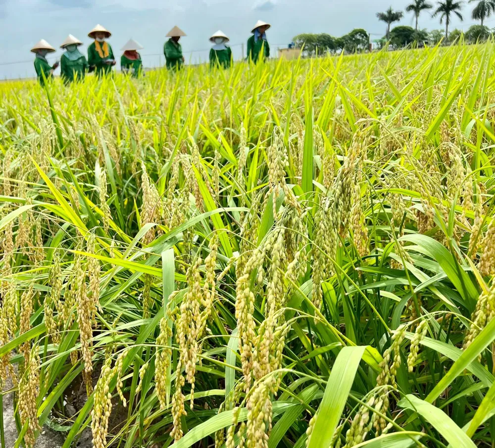 Bộ NN-PTNT sẽ triển khai đề án 1 triệu hécta lúa chất lượng cao tăng trưởng xanh, giảm phát thải khí nhà kính Bộ NN-PTNT sẽ triển khai đề án 1 triệu hécta lúa chất lượng cao tăng trưởng xanh, giảm phát thải khí nhà kính