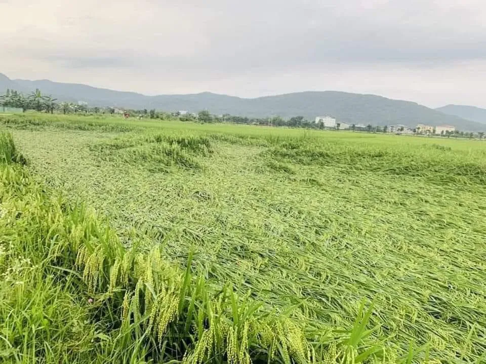 Lúa nát như bị voi "quần" Lúa nát như bị voi "quần"