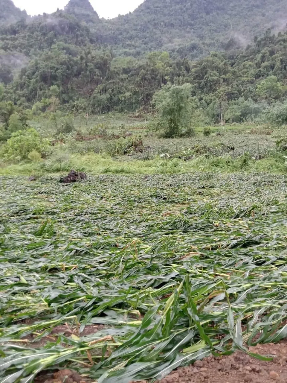 Cánh đồng bắp đổ rạp sau đêm mưa ở tỉnh Hòa Bình Cánh đồng bắp đổ rạp sau đêm mưa ở tỉnh Hòa Bình