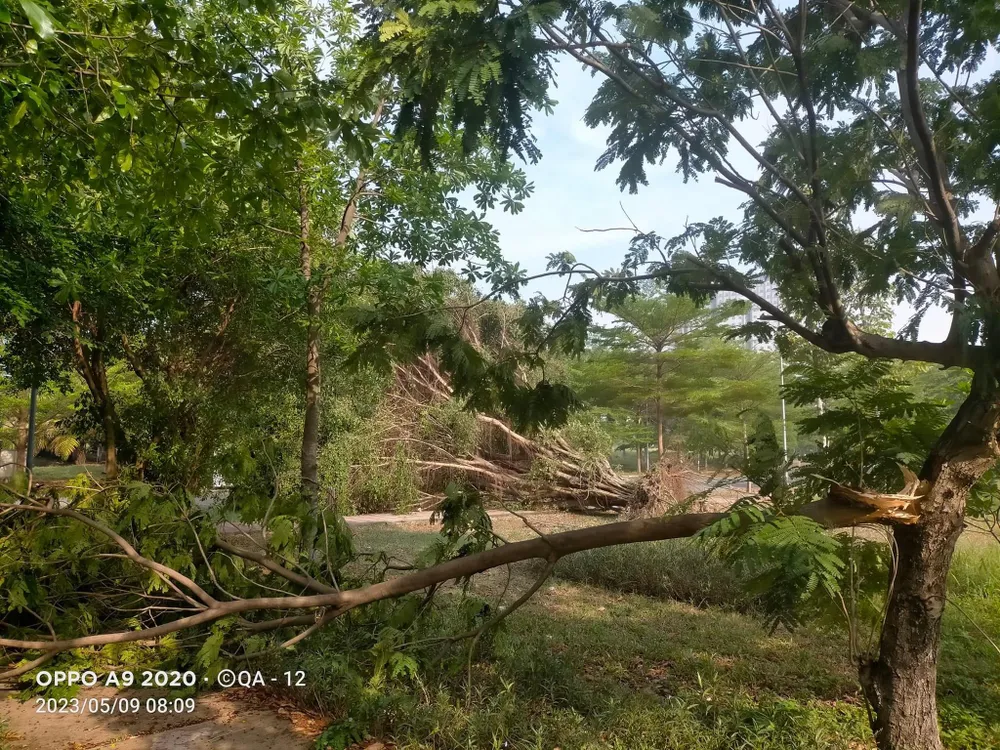 Cây đổ sau cơn mưa chiều 8-5 tại TPHCM. Ảnh: QUỐC ANH Cây đổ sau cơn mưa chiều 8-5 tại TPHCM. Ảnh: QUỐC ANH
