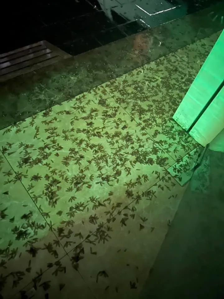 Xác mối rụng trong nhà dân những ngày gần đây Xác mối rụng trong nhà dân những ngày gần đây