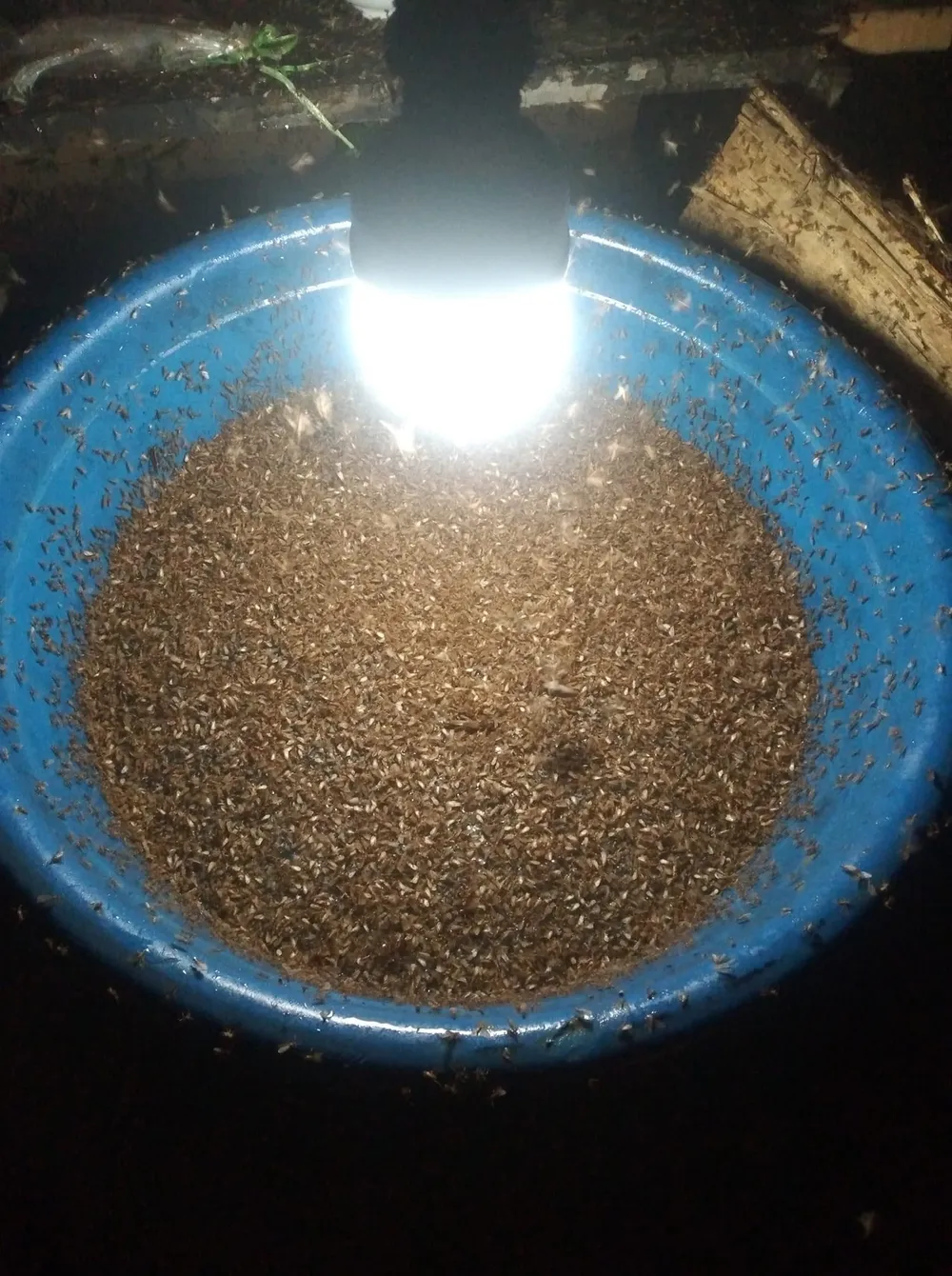 Một số gia đình bẫy mối để làm thức ăn. Ảnh do người dân cung cấp Một số gia đình bẫy mối để làm thức ăn. Ảnh do người dân cung cấp